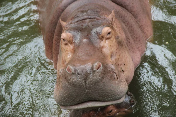 Flodhäst Träsket Zoo — Stockfoto