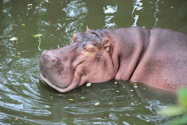 動物園の沼のヒッポ — ストック写真