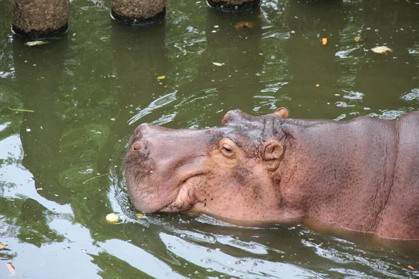 Hipopótamo Pantano Del Zoológico —  Fotos de Stock