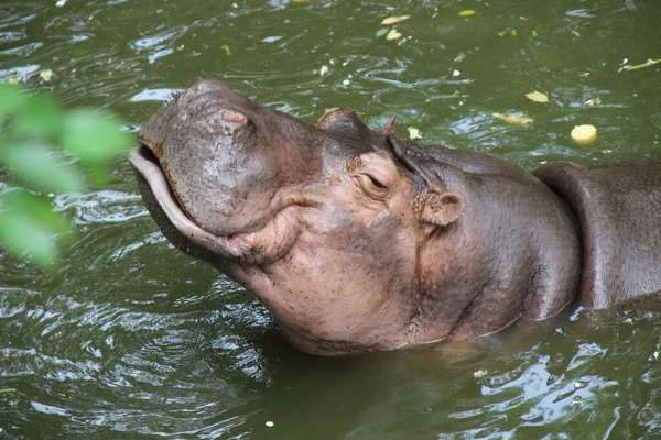 Hipopopotam Bagnach Zoo — Zdjęcie stockowe