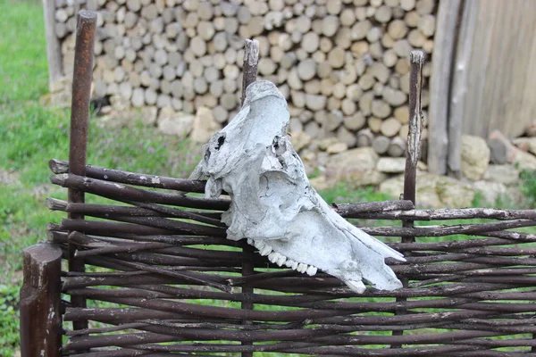 horse skull, animal bones hanging on a wooden post