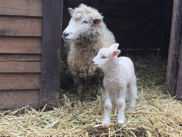 A sheep with its lamb in a pen on the farm