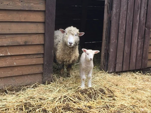 Een Schaap Met Zijn Lam Een Hok Boerderij — Stockfoto