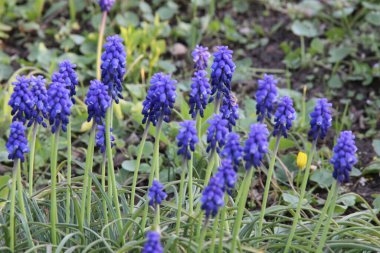Muscari çiçekleri (genelde 