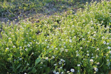 Tarla çiçekleri Sürünen yonca (halk arasında 
