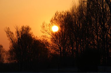 Baharda çıplak ağaçların arkasında gün batımı