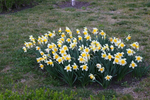 Jonquilles Jaunes Dans Lit Fleurs — Photo