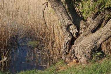 Sazlıklarla kaplanmış gölün kıyısından bir manzara ve harap olmuş eski bir ağaç