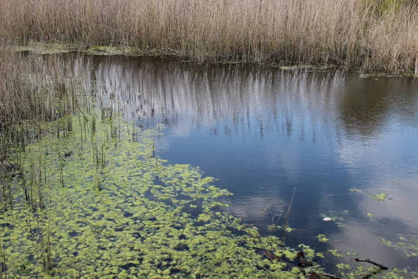 Veduta Del Lago Con Muschio Fango Alghe Dall Altra Parte — Foto Stock