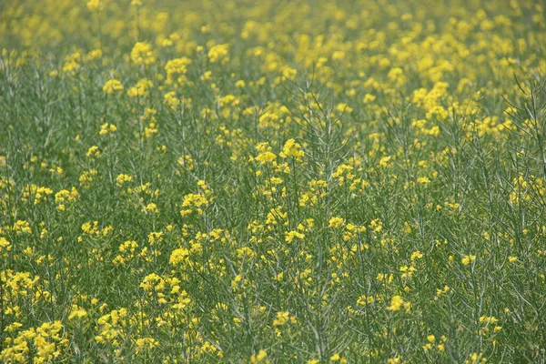 Rapsfröfält Staden Maj Redan Lite Bleknat — Stockfoto