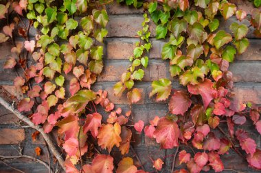 Yeşil doğal sarmaşık yaprakları ve sarmaşık ve eski sarı, turuncu, kırmızı tuğla duvar.