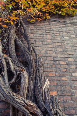 Yeşil doğal sarmaşık yaprakları ve sarmaşık ve eski sarı, turuncu, kırmızı tuğla duvar.