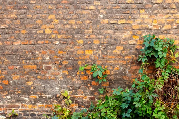 Yeşil doğal sarmaşık yaprakları ve sarmaşık ve eski sarı, turuncu, kırmızı tuğla duvar.