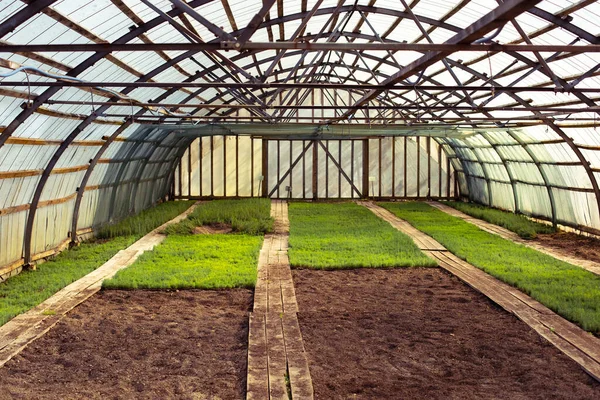 Vintage retro processing faded colors sunny sunset agriculture greenhouse farm brown ground young green plants sprout in spring geometric perspective photo. Beautiful light — Stock Photo, Image