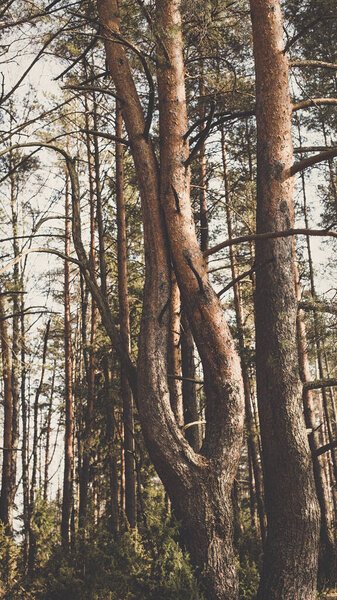 Dark pagan faded ritual forest park social framework media story standard dimension vertical background. Photo in retro vintage hipster style processing