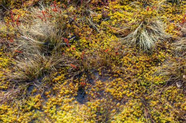 Sarı kahverengi bataklık göleti ekosistem doğa bitkileri su duvar kağıdı arka planında. Fotoğraf eski tip hipster stili işleme.