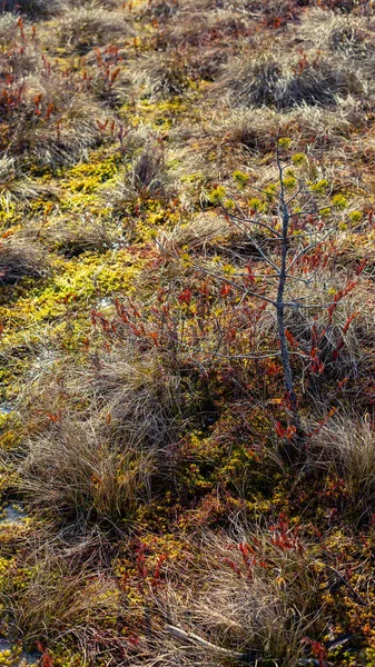 Żółty Brązowy Bagno Staw Ekosystem Rośliny Przyrody Wodzie Ramy Społeczne — Zdjęcie stockowe