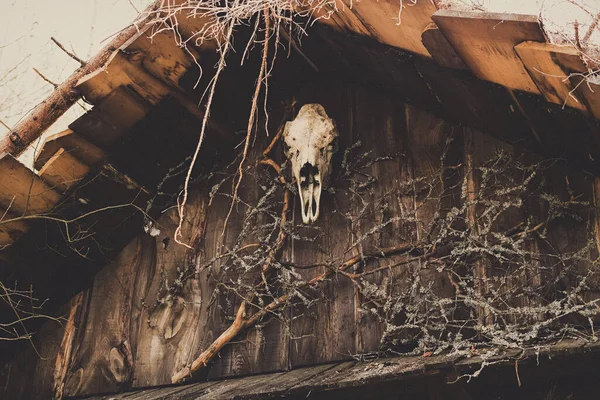 Rytuał okultystyczny pogańska legenda kozioł czaszka las ciemny bajki czarownica dom zdjęcie w retro rocznika hipster wyblakłe czarne kolory — Zdjęcie stockowe