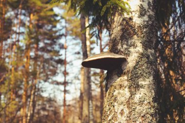 Ormanda ağaç mantarı iğnesi çam ormanı güneşli bir günde. Retro hipster sarı vintage fotoğraf işleme parlak ve renkli.