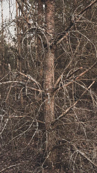 Ciemne Upiorne Okultystyczne Pogańskie Rytualne Legendarne Leśne Pojedyncze Drzewo Zdjęcie — Zdjęcie stockowe