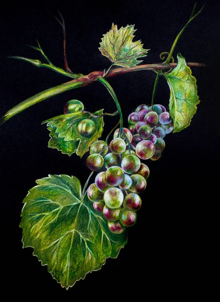 Delicious Hand drawn realistic bright 3d grapes branch on black background. Good for restaurant menu, wine label or winery card, website or magazine article illustration. Elegant and stylish — Stock Photo, Image