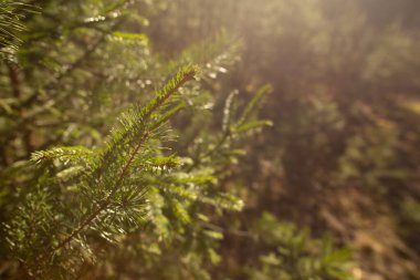 Güneşli bir günbatımı parkında, sarı kahverengi iğne ağacı dalı. Bulanık arkaplan ve metin için bedava kopya alanı. Fotoğraf eski tip hipster biçiminde işlenmiş..