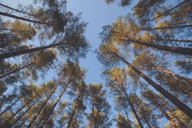Ağaçlara bakıyorum. Güneşli akşam ışığı ve mavi gökyüzü, güzel hava ve sıcak renkler.
