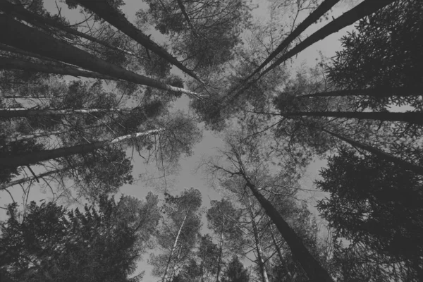 Ürkütücü Depresif Siyah Beyaz Ağaçların Fotoğrafı Cadılar Bayramı Için Gizemli — Stok fotoğraf