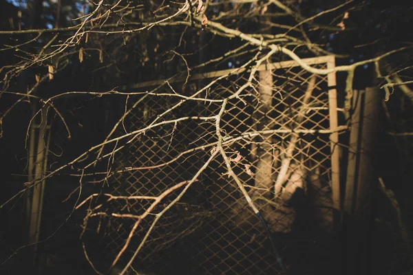 Tree Branches Fence Warm Summer Sunset Light Symbolizes Hope Freedom — Stock Photo, Image