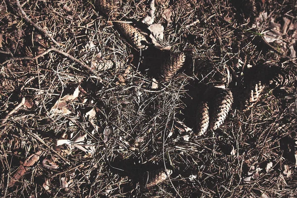 Moss Grass Cones Cold Depressive Post Apocalypse Atmosphere Background Texture — Stock Photo, Image