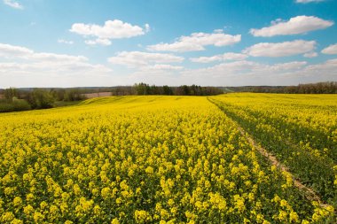 Kolza tohumu, tarla, yeşil çimen, mavi gökyüzü ve beyaz bulutlar üzerinde parlak sarı çiçekler. Manzara ve hoş güneşli hava. Tarım sektörü görüşü.