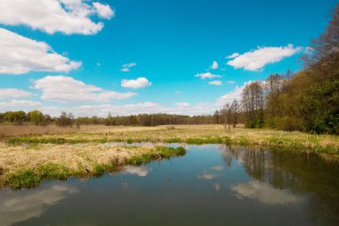Yaz güneşli hava manzarası: Mavi gökyüzü, beyaz bulutlar, yeşil ağaçlar ve ayna gölü bataklığı.