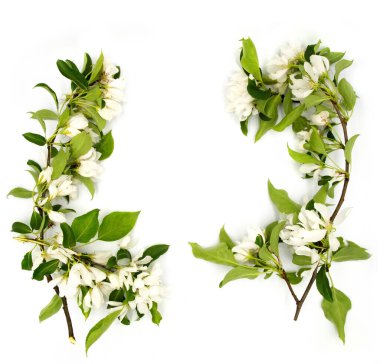 Hafif yumuşak elma eriği armut ağacı çiçeği beyaz arka planda izole edilmiş. Tasarım elemanı fotoğrafı. Kart, kartpostal, davetiye ya da düğün dekorasyonu için..