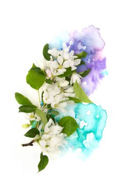 Beyaz meyve ağacı çiçeği ve el boyası parlak suluboya lekesi beyaz arka planda izole edilmiş. Tasarım elemanı fotoğrafı. Kart, kartpostal, davetiye ya da düğün dekorasyonu için..