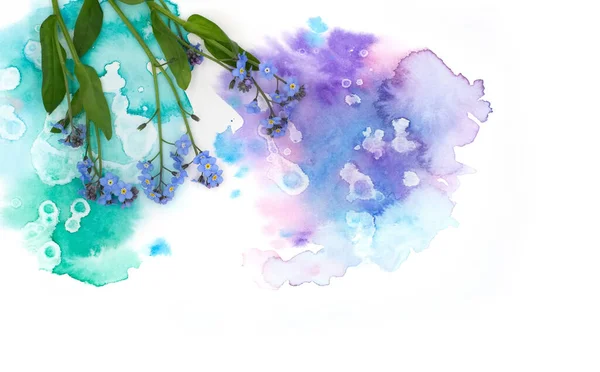 Blaue Zarte Vergissmeinnicht Blume Und Handgemalter Aquarell Fleck Auf Weißem — Stockfoto