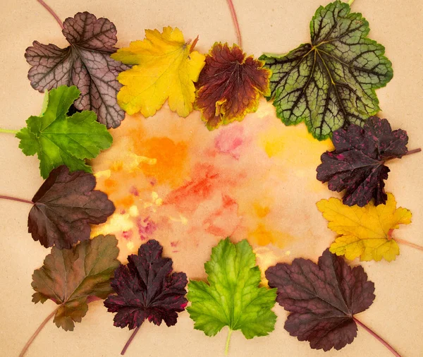 Various Types Coral Bells Heuchera Leaves Frosted Violet Obsidian Caramel — Stock Photo, Image