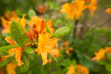Homer bahçe portakalı rhododendron açelya çiçekli bahar çiçekleri ve bulanık arka planda taze yeşil. Metin için boş kopya alanı olan bir fotoğraf. Kartlar, posterler, web sitesi dekorasyonu vs..