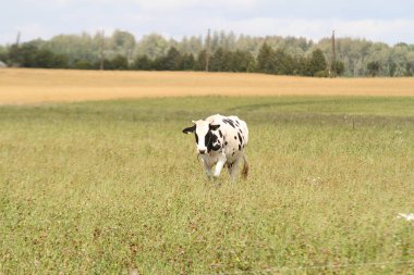 Tarlaların kırsal manzarası ve bulutlu yaz gününde birkaç inek. Fotoğraf: Letonya, Avrupa.
