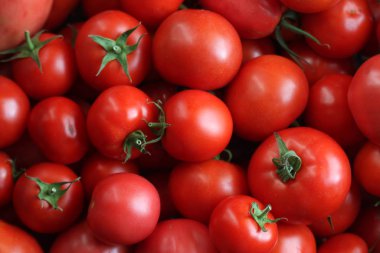 Kırmızı domateslerin güzel kırsal manzarası güzel ışıklar ve gölgeler yaratıyor. Fotoğraf gündüz çekilmiş..