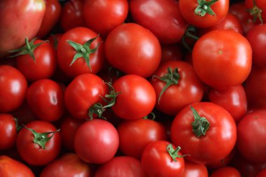 Kırmızı domateslerin güzel kırsal manzarası güzel ışıklar ve gölgeler yaratıyor. Fotoğraf gündüz çekilmiş..