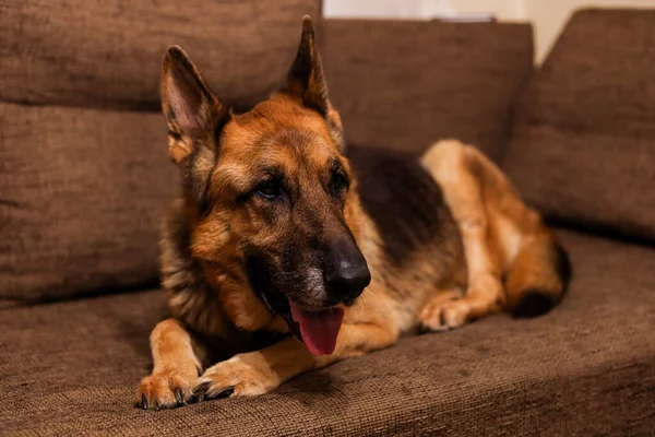 Schöner Schäferhund sitzt auf einem grauen Sofa. — Stockfoto