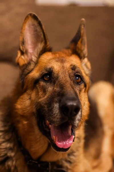 Beautiful German Shepherd dog sitting on an grey sofa. — Stock Photo, Image