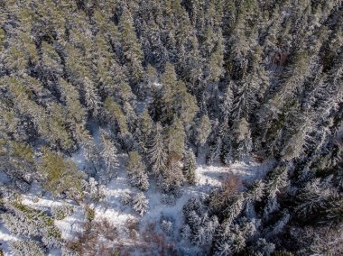 Çam ağaçlarında beyaz karla birlikte yukarıdan gerçek orman manzarası. Fotoğraf Letonya, Kuldiga 'da ılık kış gününde çekildi..