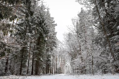 Geçen kış günü ağaçların her tarafı karla kaplıydı. Fotoğraf: Avrupa, Letonya.