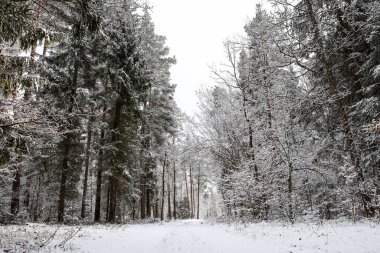 Geçen kış günü ağaçların her tarafı karla kaplıydı. Fotoğraf: Avrupa, Letonya.