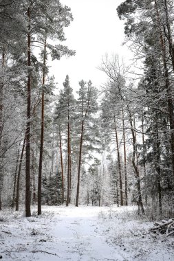 Ilık bir bahar gününde, orman ağaçlarının güzel beyaz kar manzarası. Fotoğraf Avrupa, Letonya 'da çekildi.