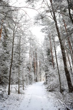 Beyaz kar ve bulutlu gökyüzü ile güzel orman yolu manzarası. Fotoğraf Avrupa, Letonya, Kuldiga 'da çekildi.