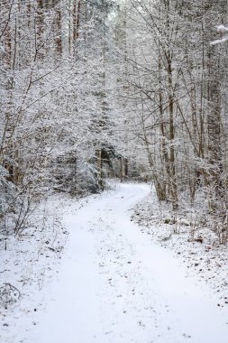 Beyaz kar ve bulutlu gökyüzü ile güzel orman yolu manzarası. Fotoğraf Avrupa, Letonya, Kuldiga 'da çekildi.
