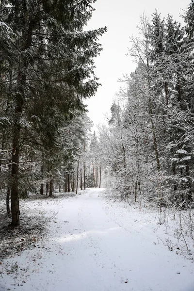 Förra Vinterdagen Med Vacker Snö Över Hela Träden Bild Tagen — Stockfoto
