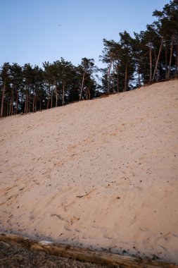 Üzerinde ağaçlar olan büyük beyaz kum tepeciği. Fotoğraf Letonya 'da çekildi.